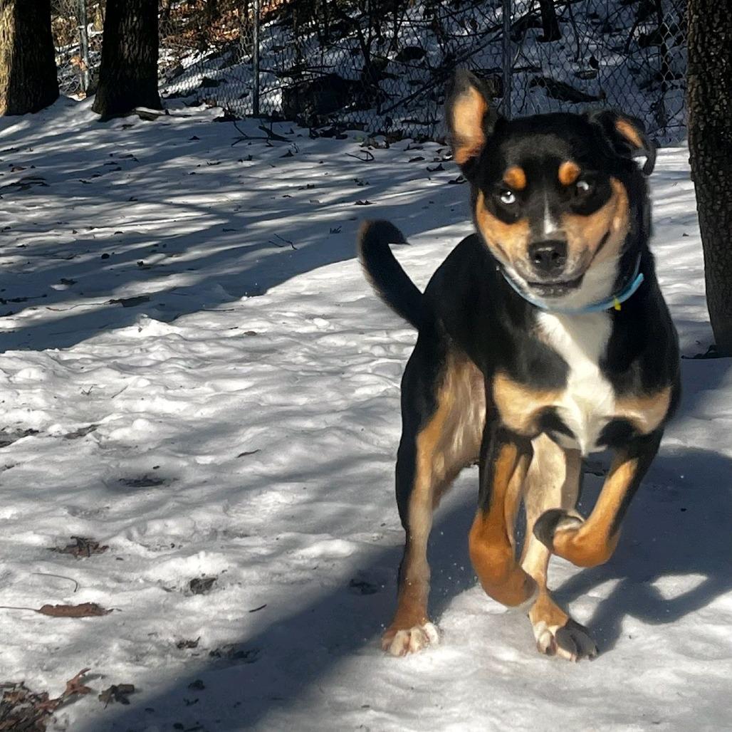Enlarge Mulder, a Adoptable mixed breed in Branson, MO image 3/5