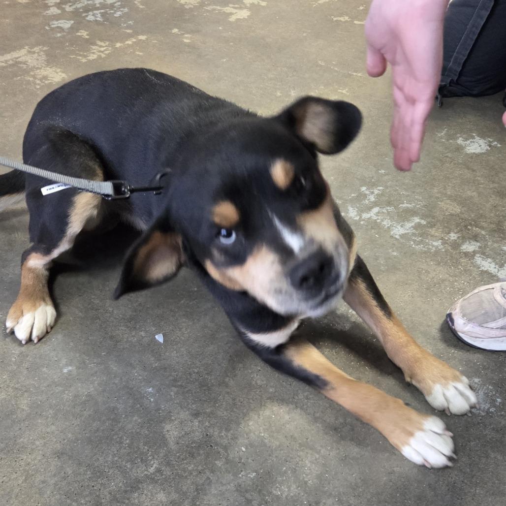 Enlarge Mulder, a Adoptable mixed breed in Branson, MO image 4/5