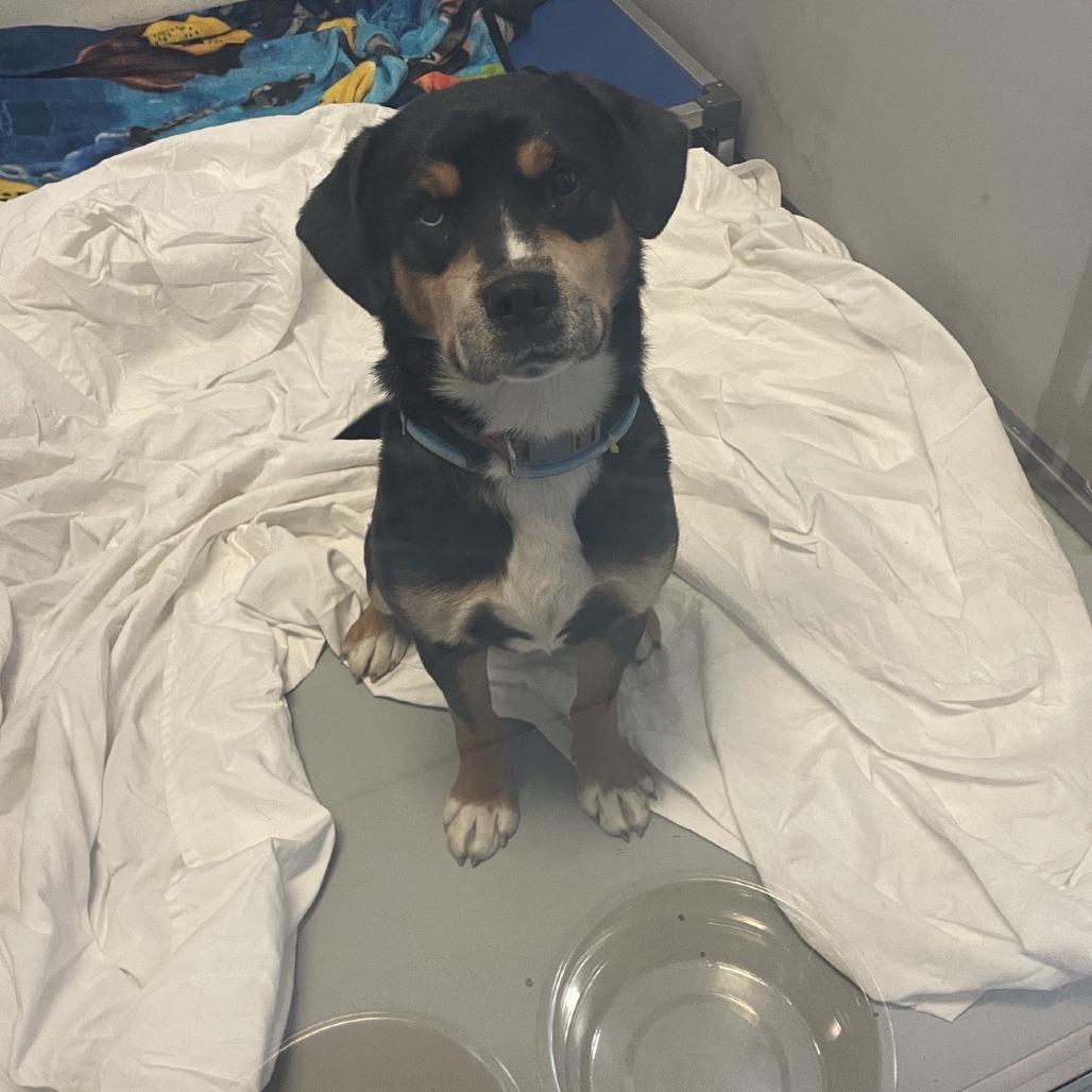 Enlarge Mulder, a Adoptable mixed breed in Branson, MO image 5/5