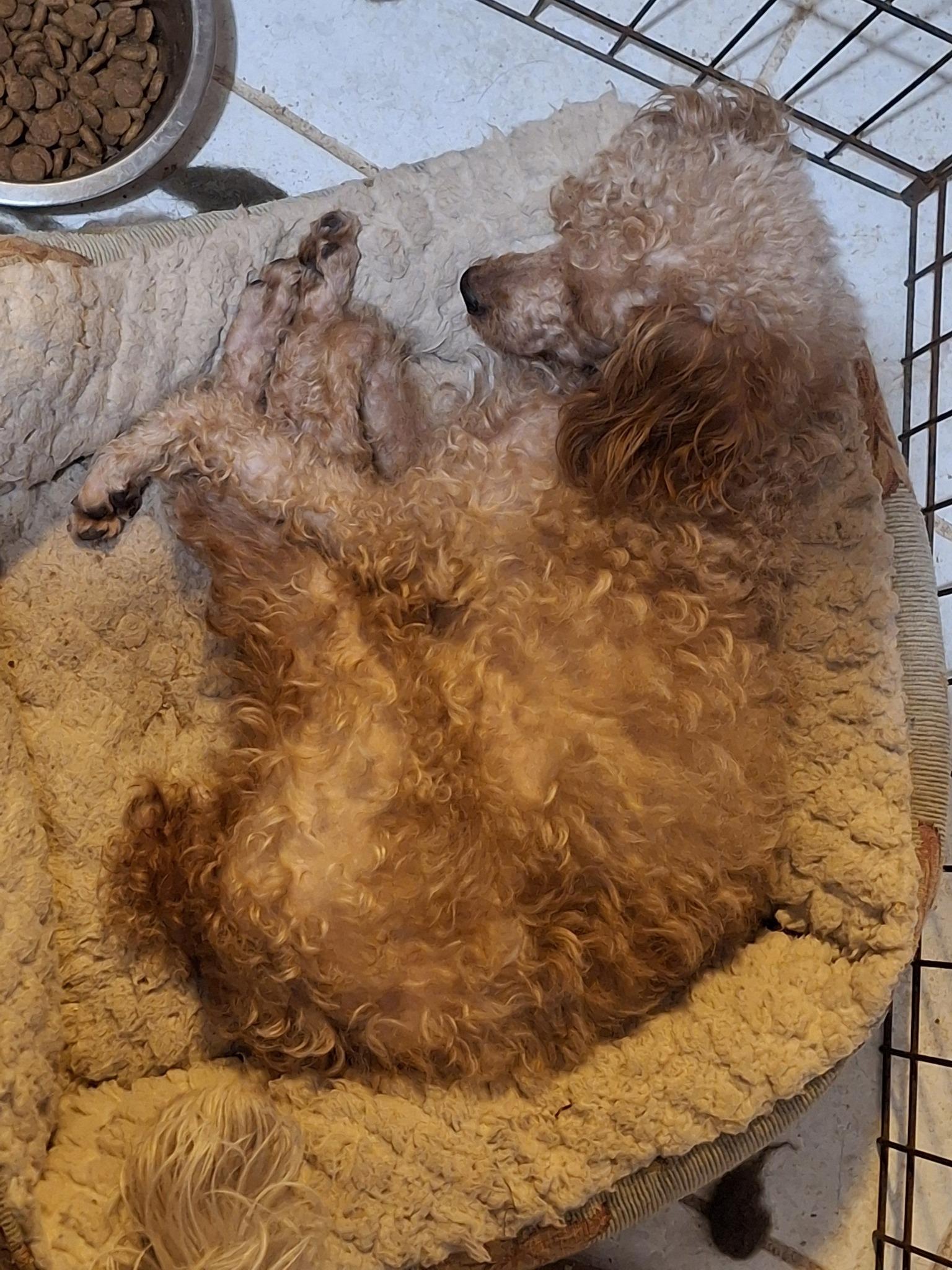 Enlarge COCO, an adopted Poodle in Cottonwood, CA image 3/3