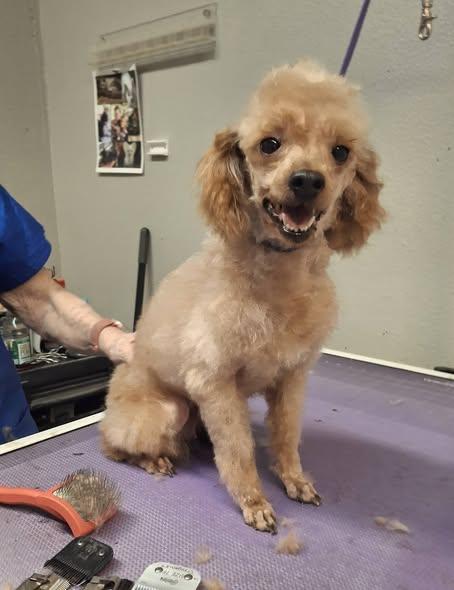 Enlarge COCO, an adopted Poodle in Cottonwood, CA image 1/3