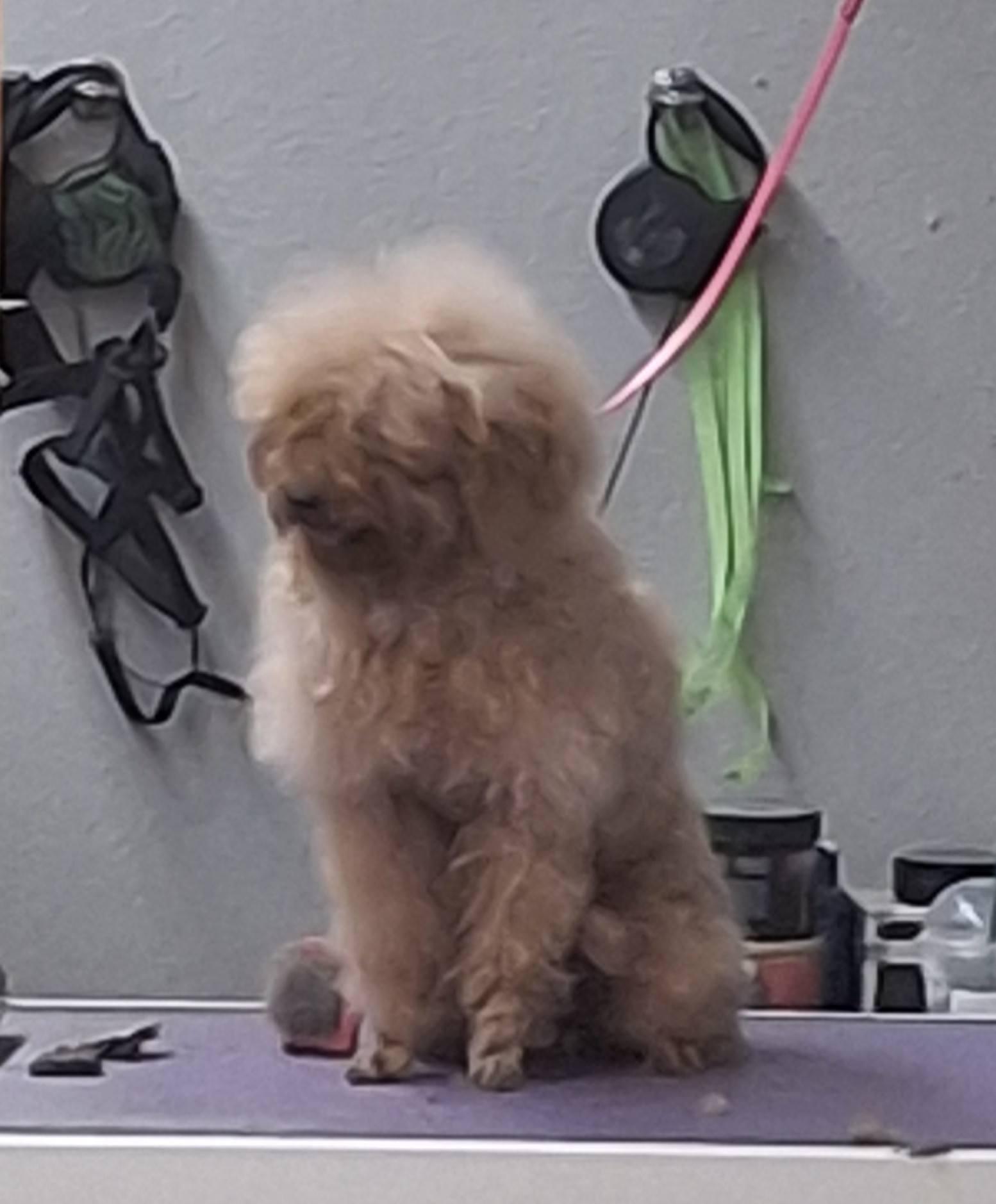 Enlarge COCO, an adopted Poodle in Cottonwood, CA image 2/3