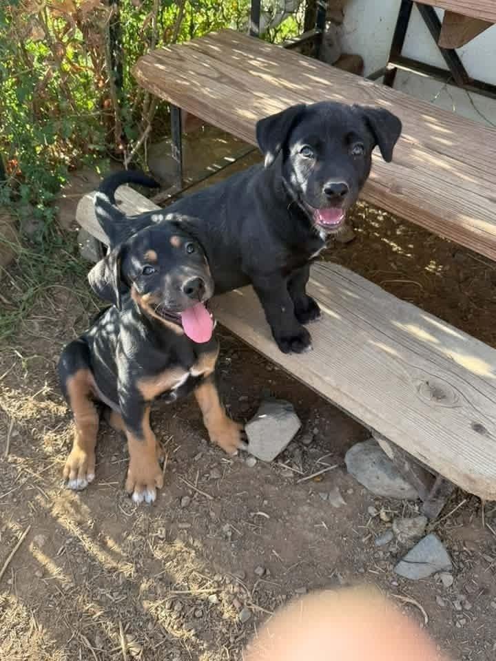 Lemon Zest fka Princess, Adoptable, Puppy Female Labrador Retriever & Rottweiler.