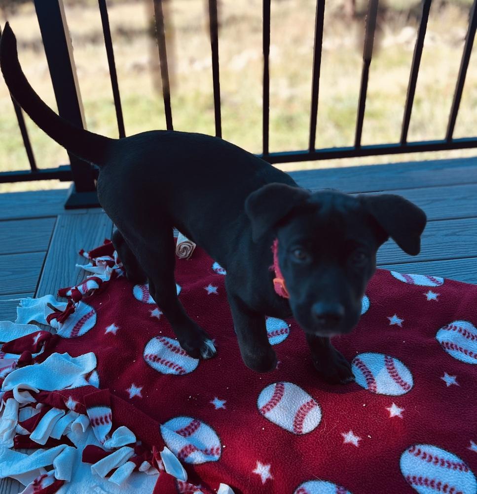 Enlarge Lemon Zest fka Princess, a Adoptable mixed breed in Lafayette, CO image 2/6