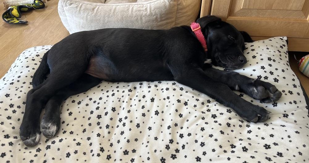 Enlarge Lemon Zest fka Princess, a Adoptable mixed breed in Lafayette, CO image 3/6
