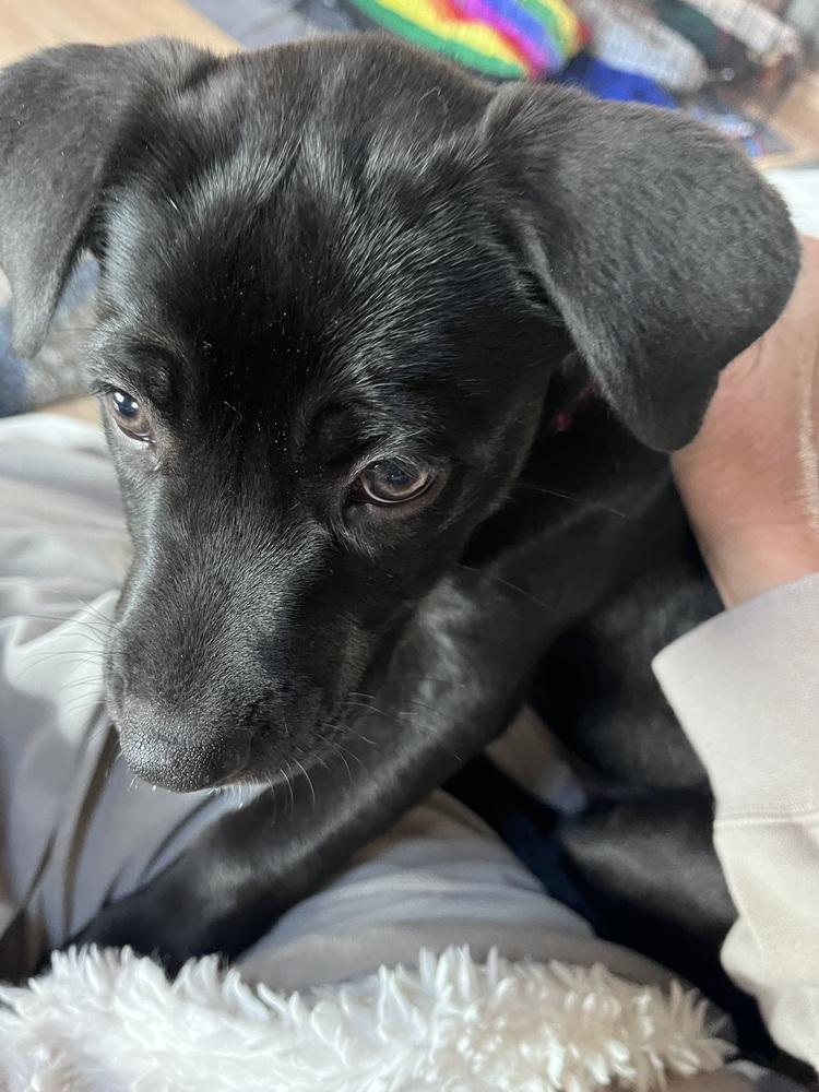 Enlarge Lemon Zest fka Princess, a Adoptable mixed breed in Lafayette, CO image 5/6