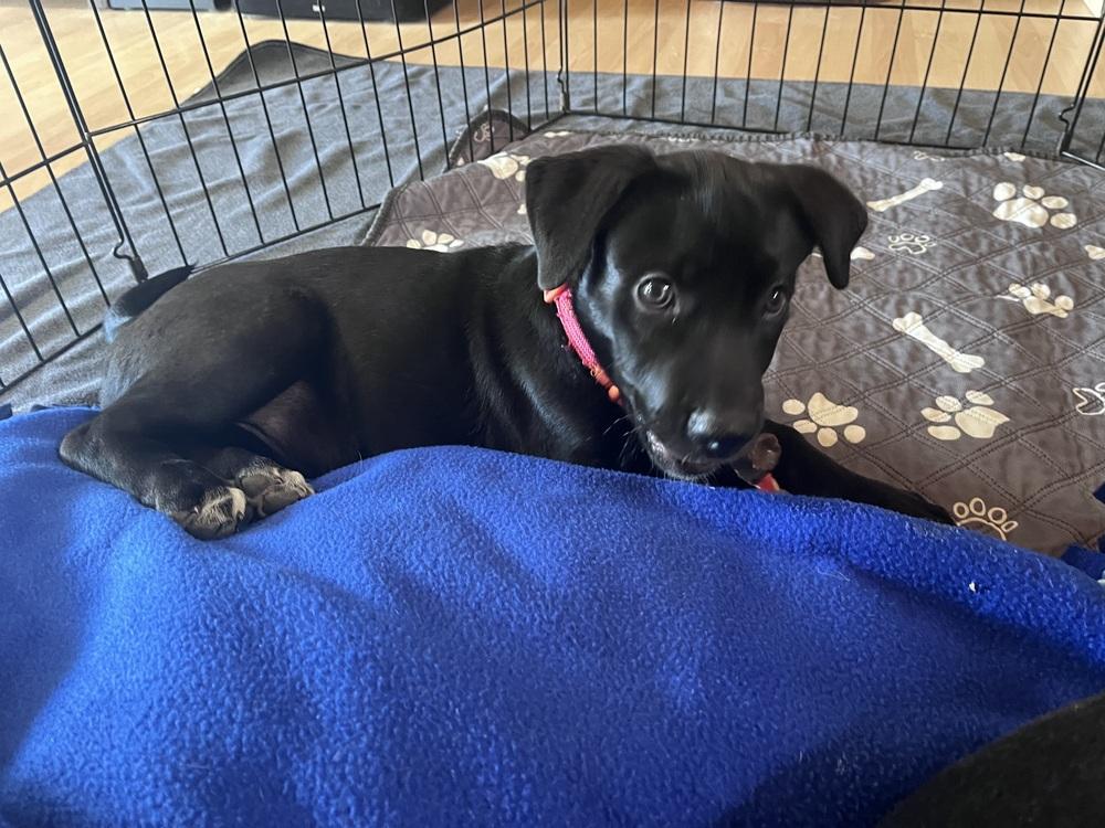 Enlarge Lemon Zest fka Princess, a Adoptable mixed breed in Lafayette, CO image 6/6