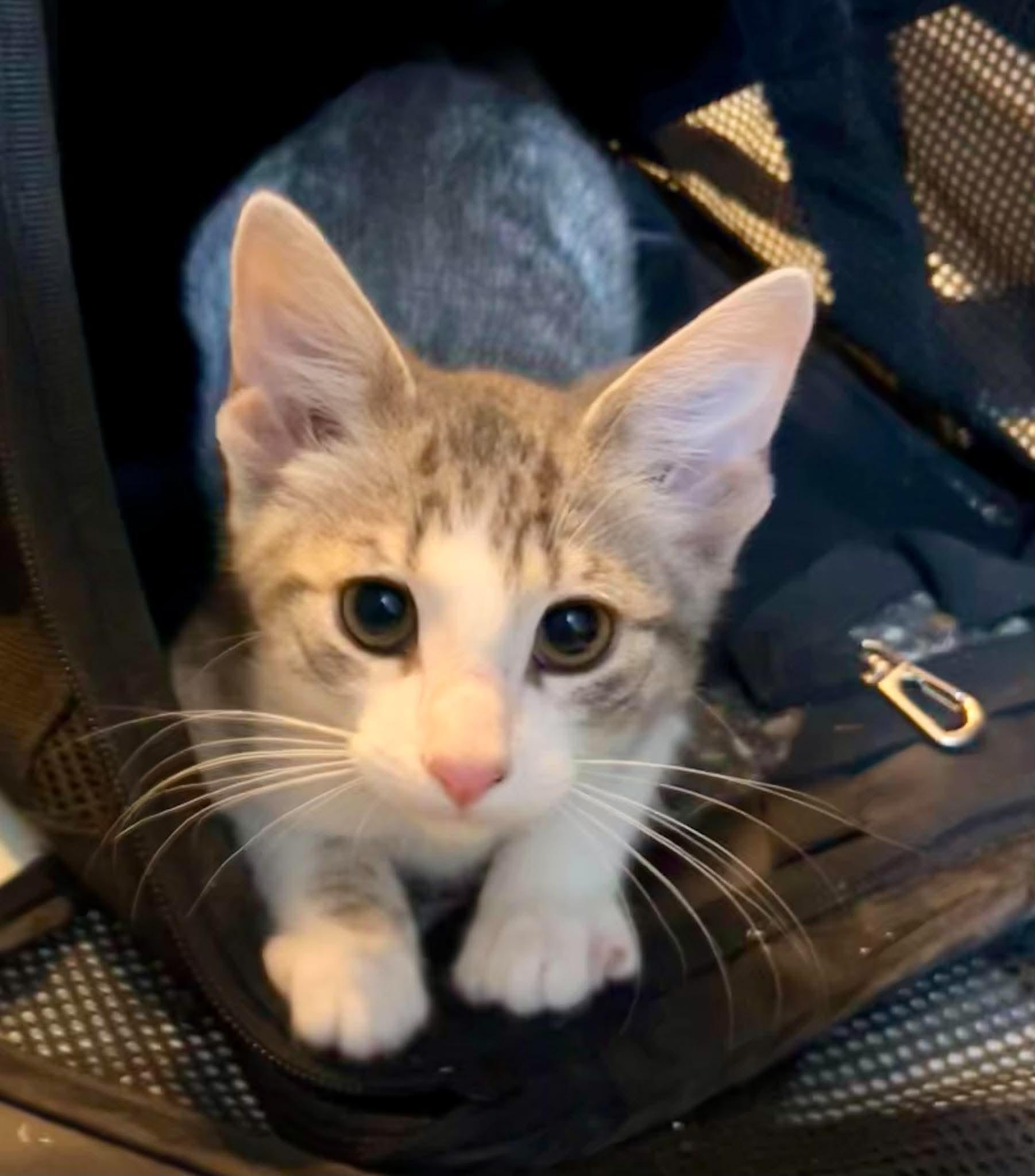 Emily Bronte, ADOPTABLE, Kitten Female Domestic Short Hair.