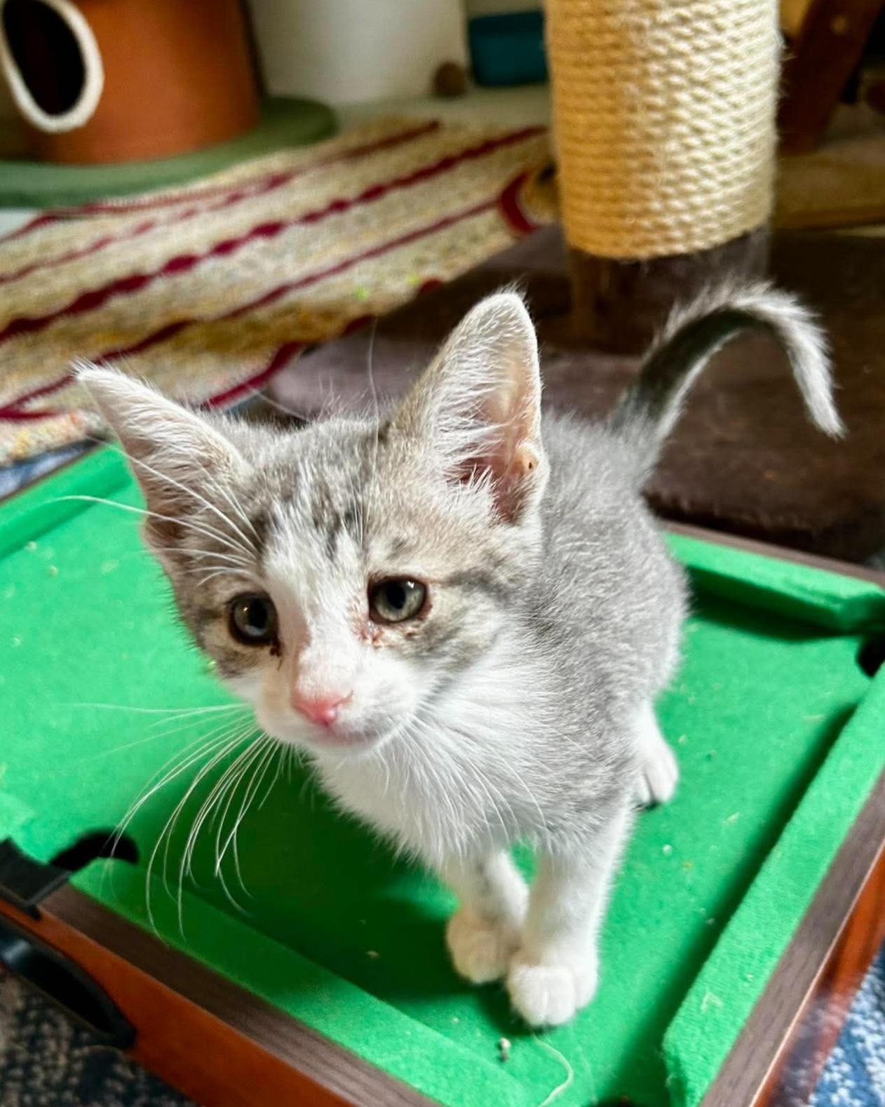 Emily Bronte, a ADOPTABLE Domestic Short Hair in Bloomsdale, MO image 3/6