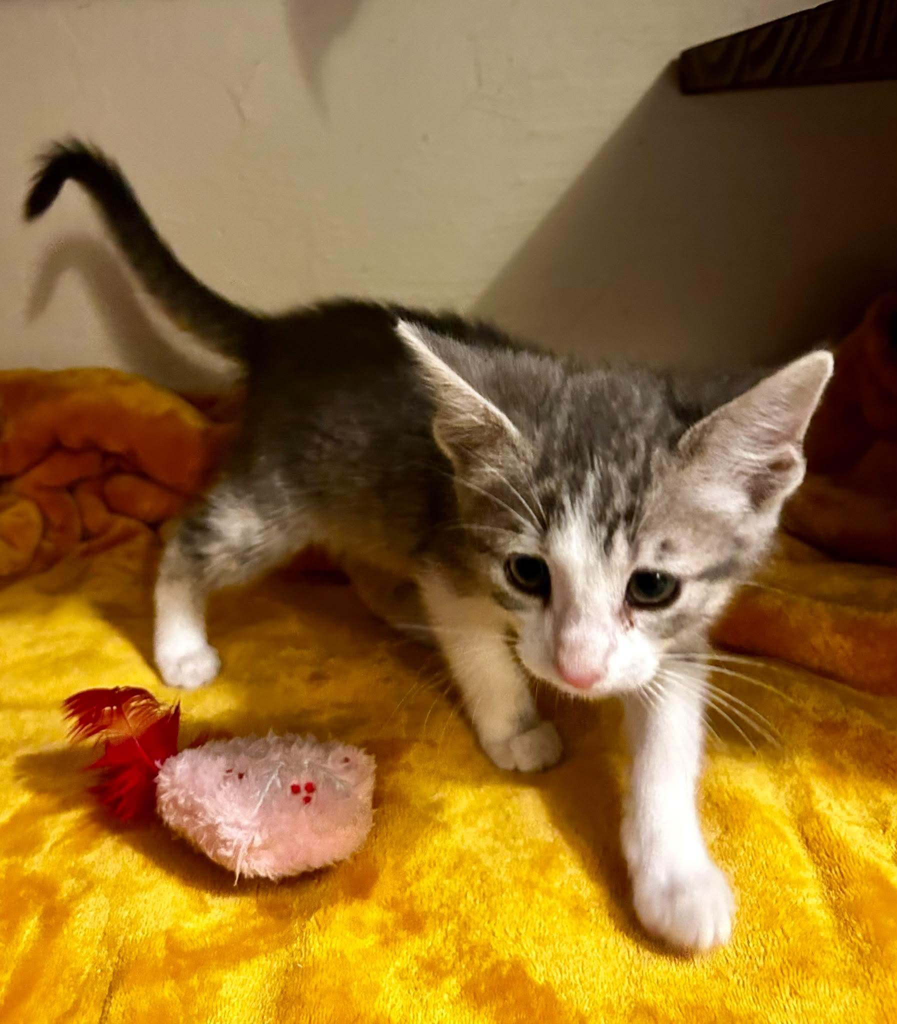 Emily Bronte, a ADOPTABLE Domestic Short Hair in Bloomsdale, MO image 2/6