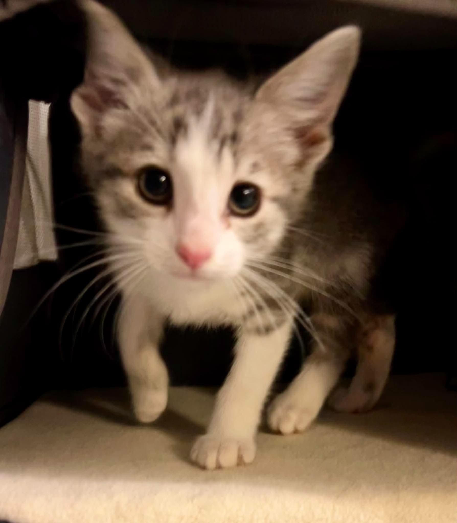 Emily Bronte, a ADOPTABLE Domestic Short Hair in Bloomsdale, MO image 6/6