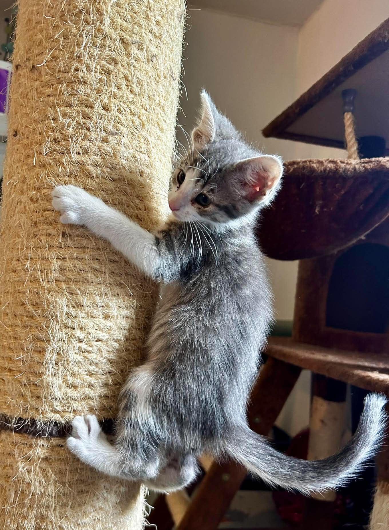 Emily Bronte, a ADOPTABLE Domestic Short Hair in Bloomsdale, MO image 5/6