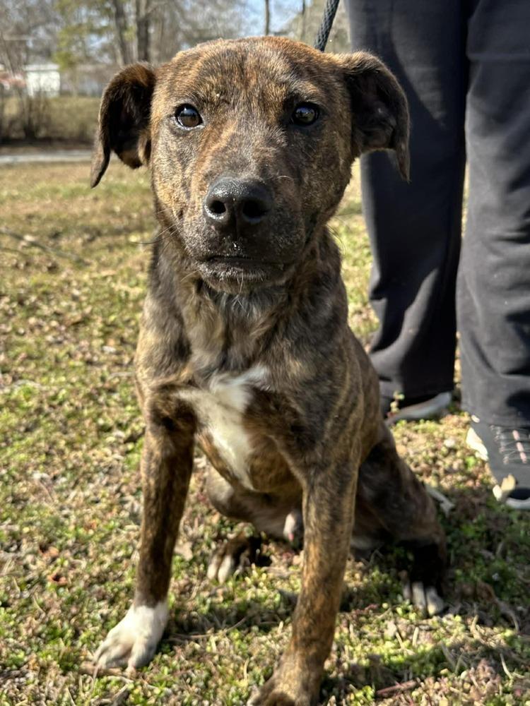 Koda (2026), a Adoptable mixed breed in Wenonah, NJ image 1/4