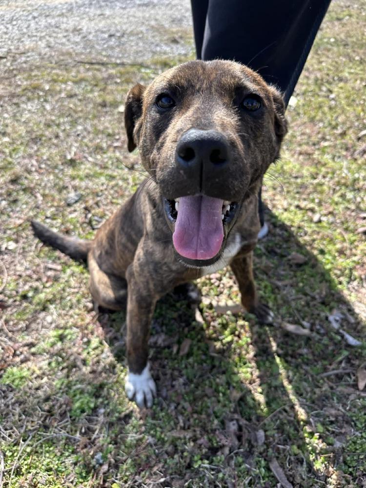 Koda (2026), a Adoptable mixed breed in Wenonah, NJ image 2/4