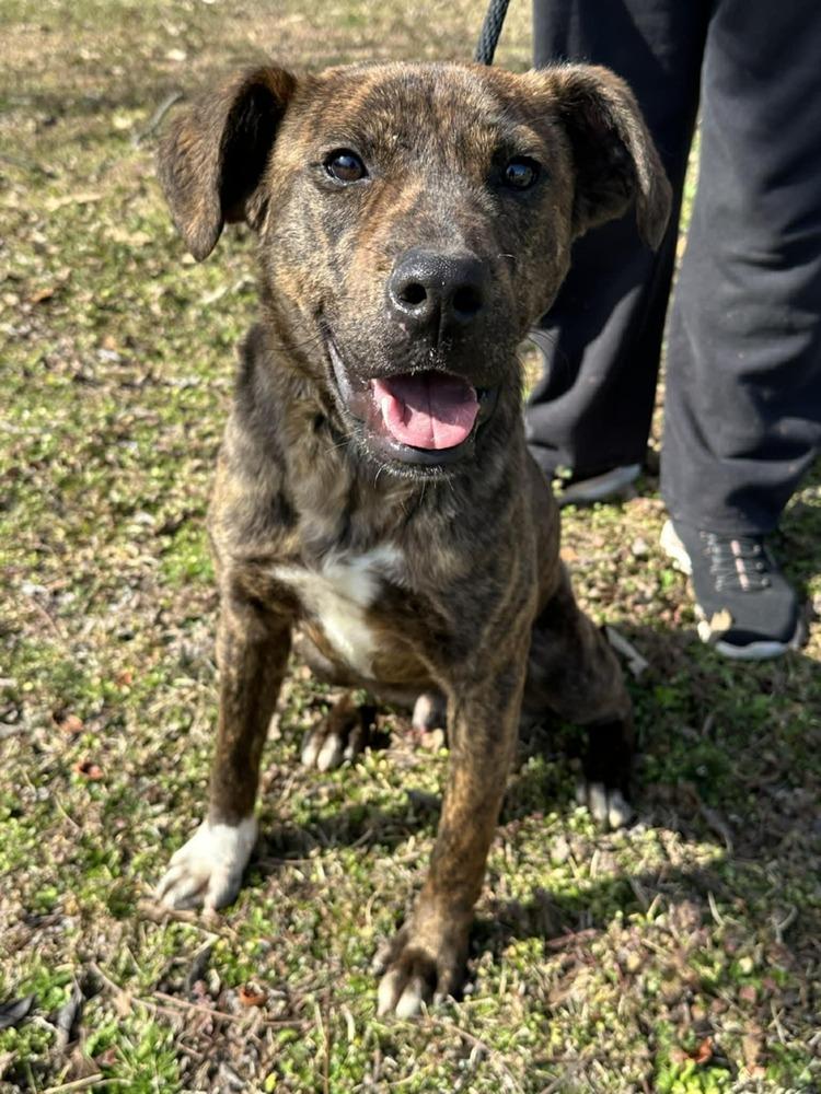 Koda (2026), a Adoptable mixed breed in Wenonah, NJ image 3/4