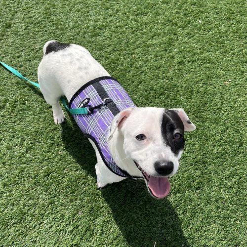 Enlarge Spot, a Adoptable mixed breed in Verona, NJ image 1/5