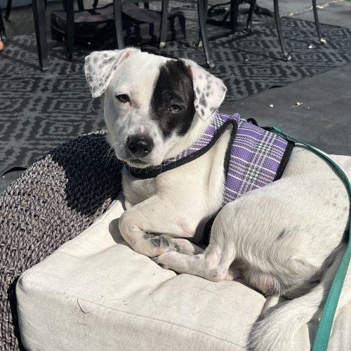 Enlarge Spot, a Adoptable mixed breed in Verona, NJ image 2/5