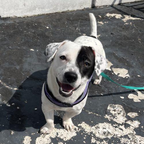 Enlarge Spot, a Adoptable mixed breed in Verona, NJ image 3/5