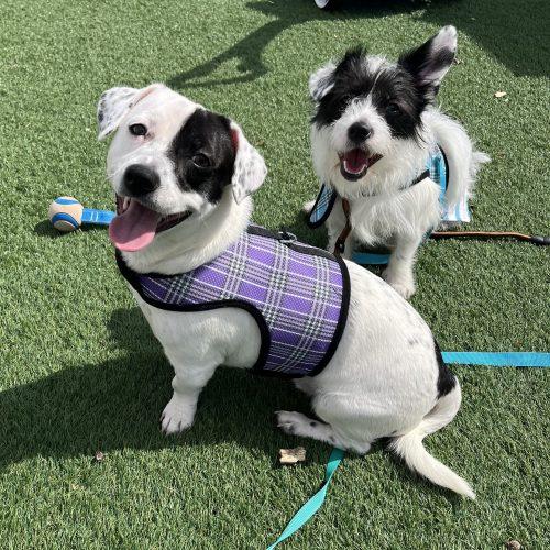 Enlarge Spot, a Adoptable mixed breed in Verona, NJ image 4/5