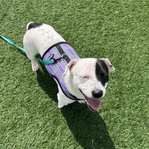 Enlarge Spot, a Adoptable mixed breed in Verona, NJ image 5/5
