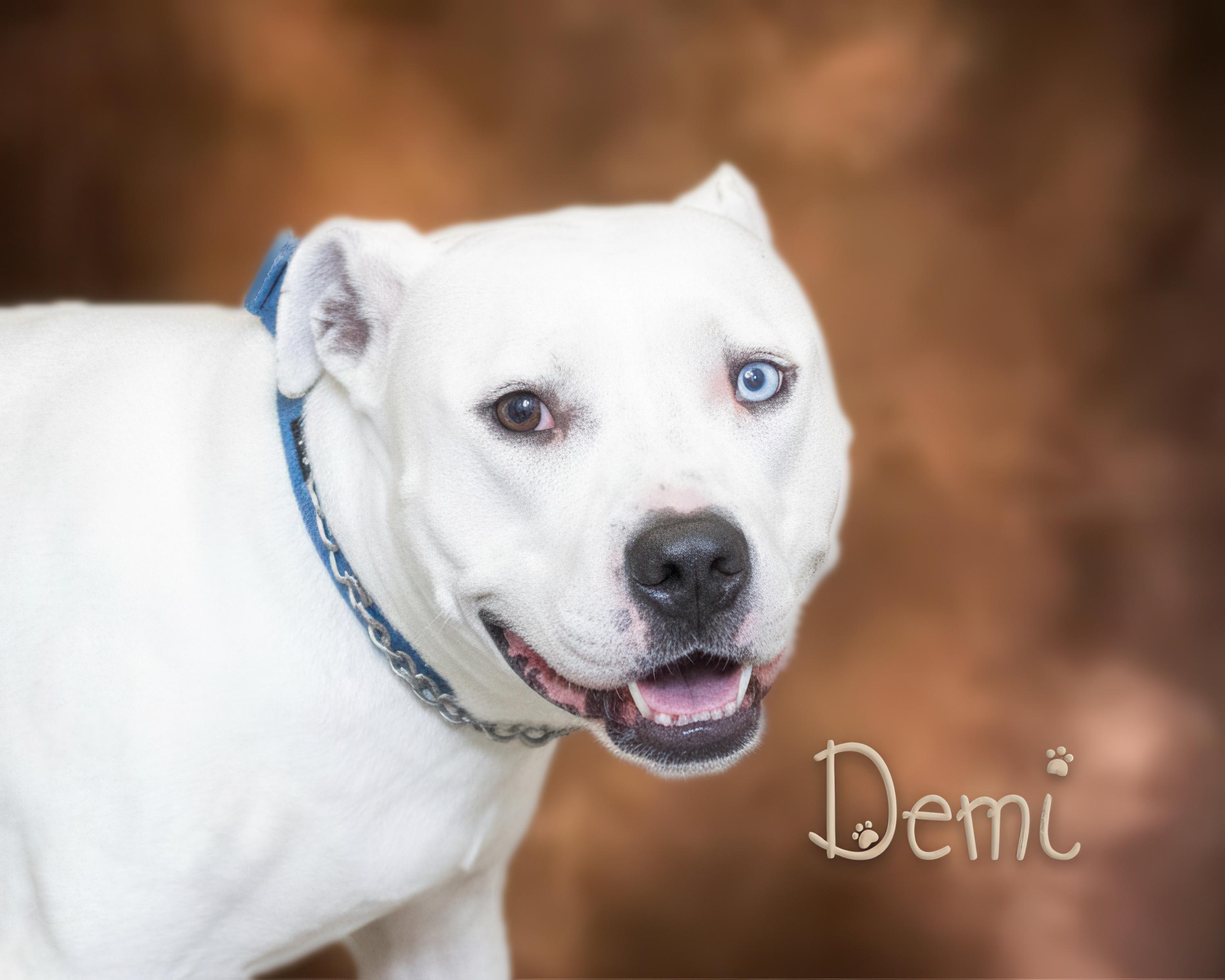 Demi, Adoptable, Adult Female Pit Bull Terrier.
