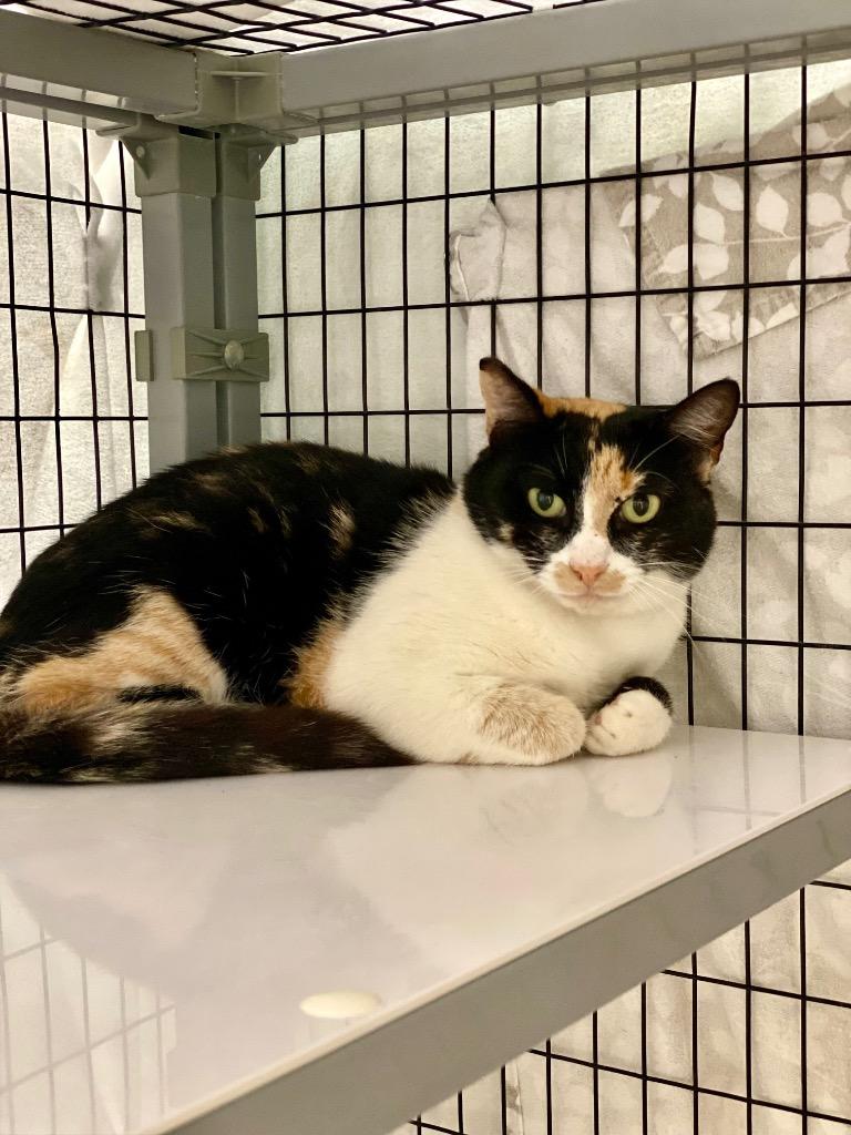 Zara, Adoptable, Young Female Domestic Short Hair.