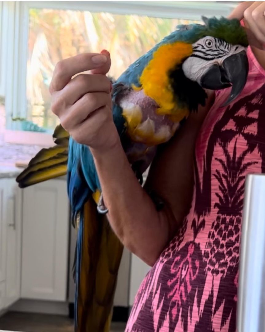 Enlarge Gallagher, a Adoptable Macaw in Panama City Beach, FL image 8/11