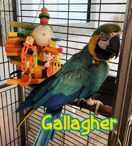 Enlarge Gallagher, a Adoptable Macaw in Panama City Beach, FL image 1/11