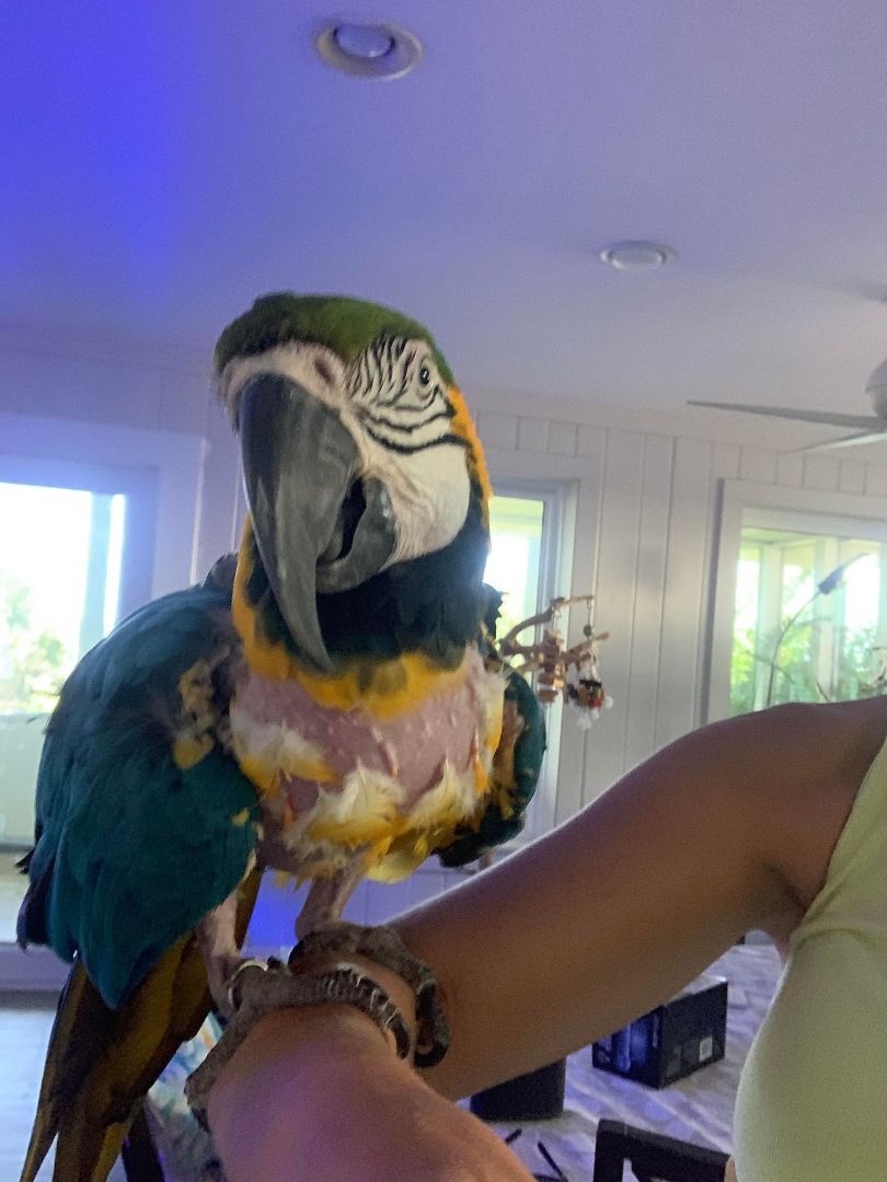 Enlarge Gallagher, a Adoptable Macaw in Panama City Beach, FL image 9/11