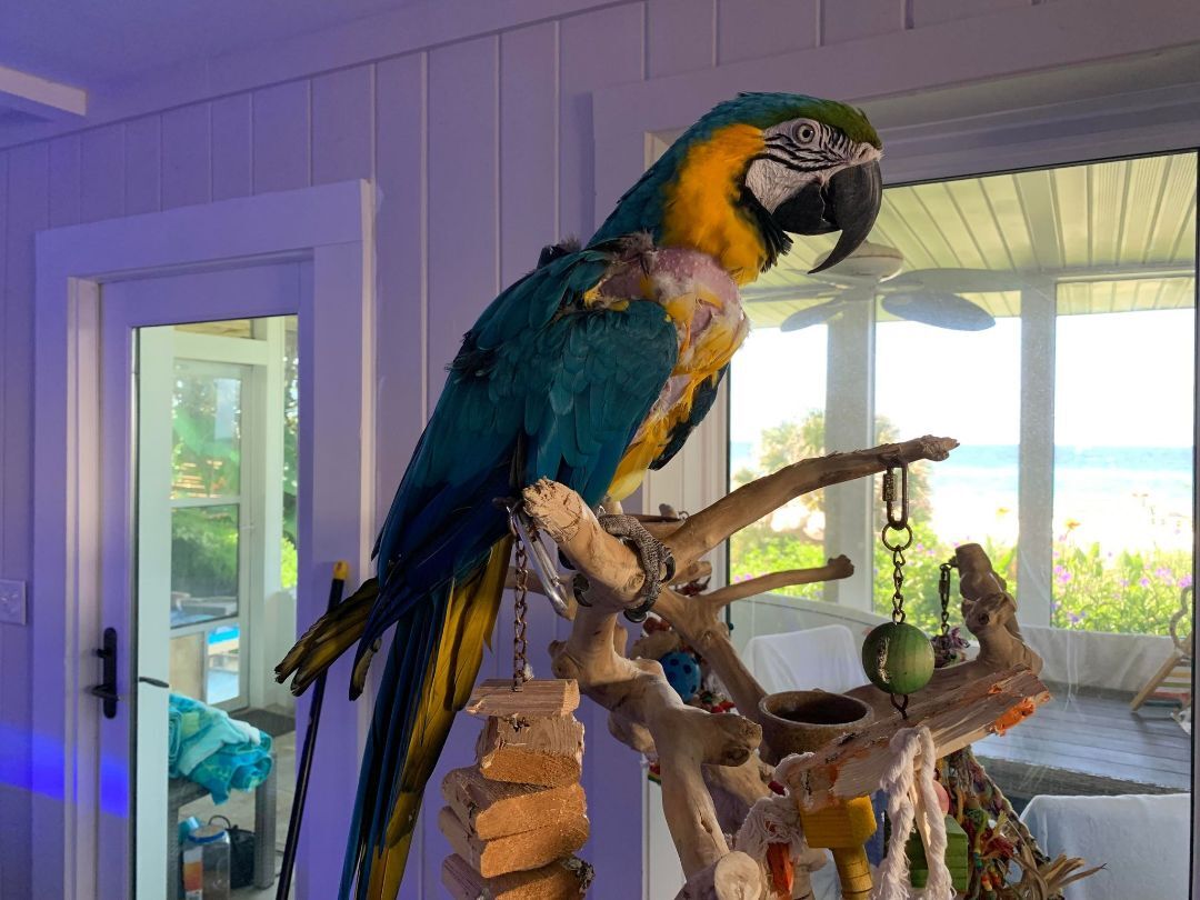 Enlarge Gallagher, a Adoptable Macaw in Panama City Beach, FL image 10/11