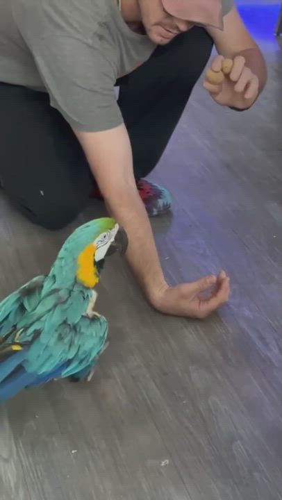 Enlarge Gallagher, a Adoptable Macaw in Panama City Beach, FL video 11/11