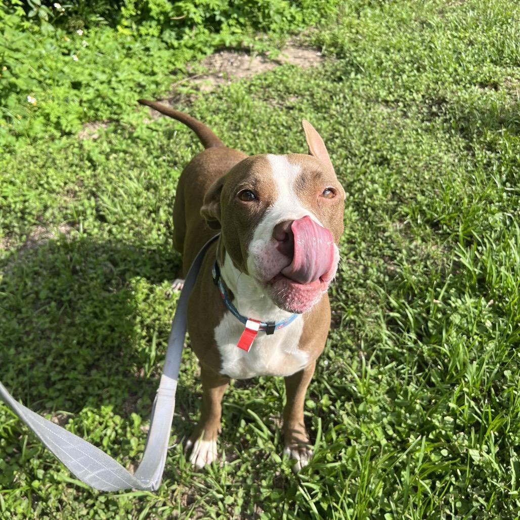 Laiden, Adoptable, Adult Female Mixed Breed.