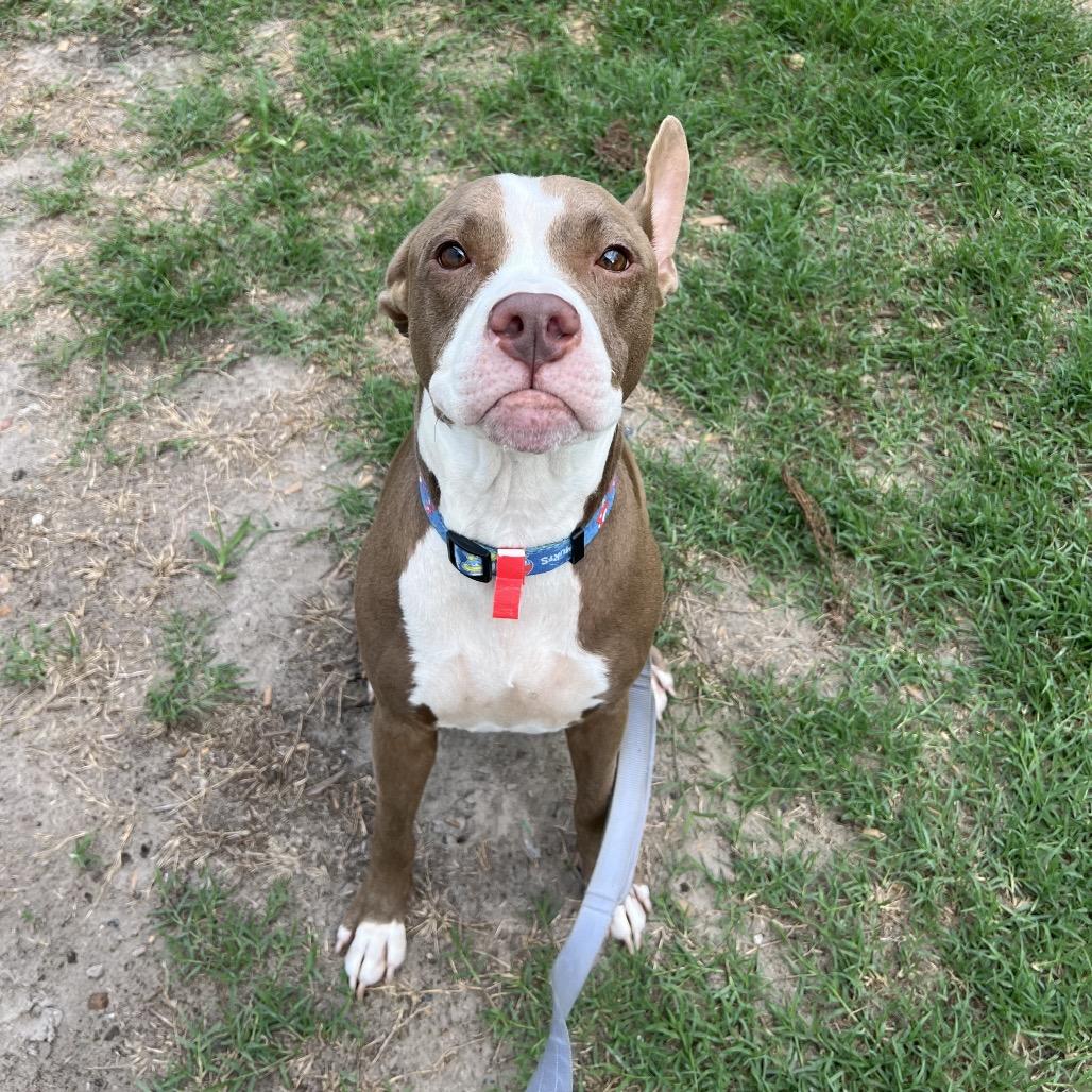 Enlarge Laiden, a Adoptable Mixed Breed in Jacksonville, FL image 2/5