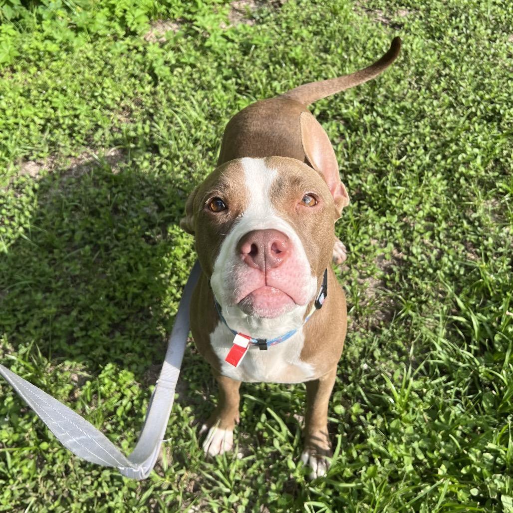 Enlarge Laiden, a Adoptable Mixed Breed in Jacksonville, FL image 3/5