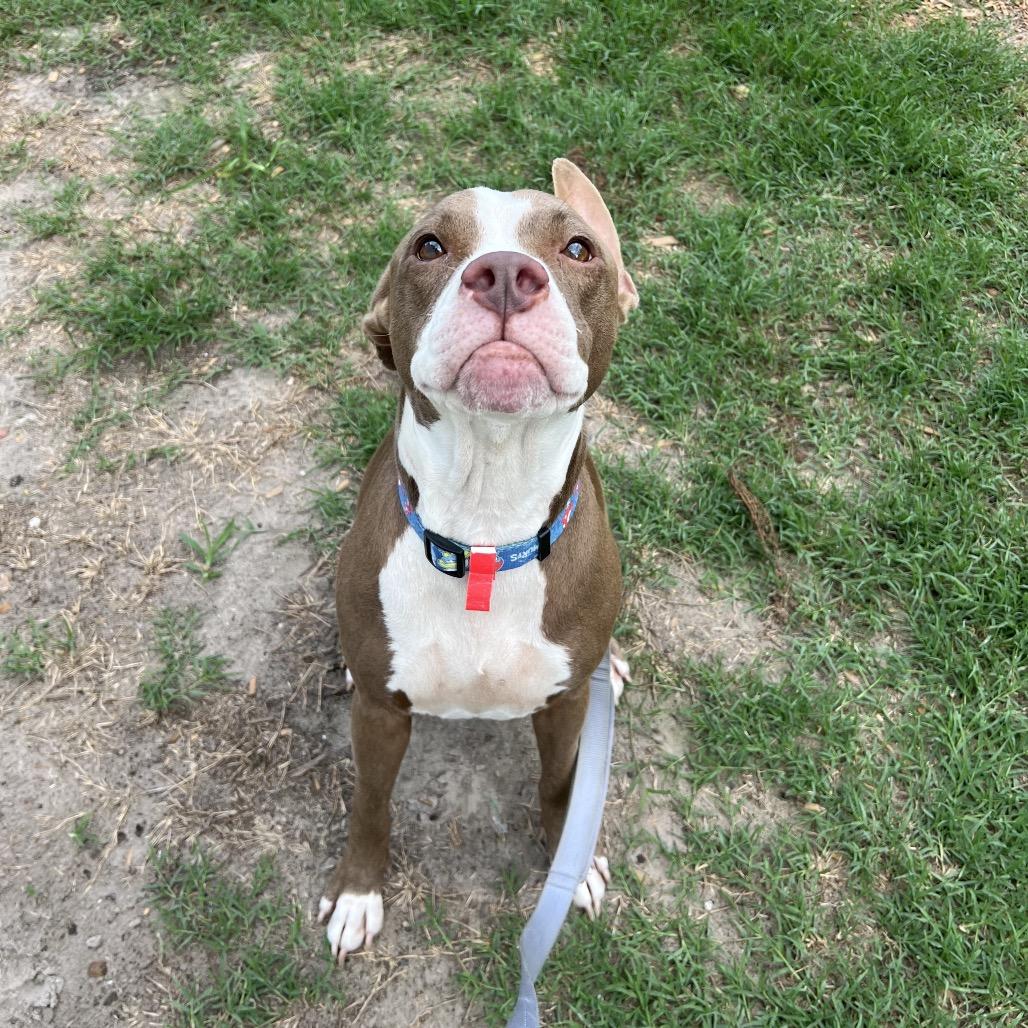 Enlarge Laiden, a Adoptable Mixed Breed in Jacksonville, FL image 4/5