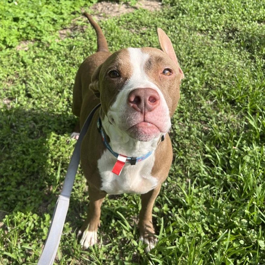 Enlarge Laiden, a Adoptable Mixed Breed in Jacksonville, FL image 5/5