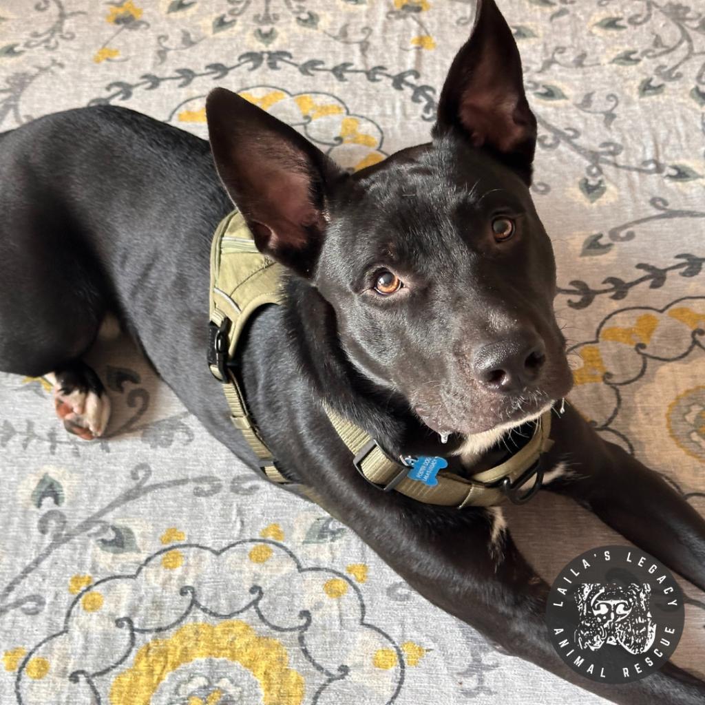 Neptune, Adoptable, Adult Male Shepherd & Mixed Breed.