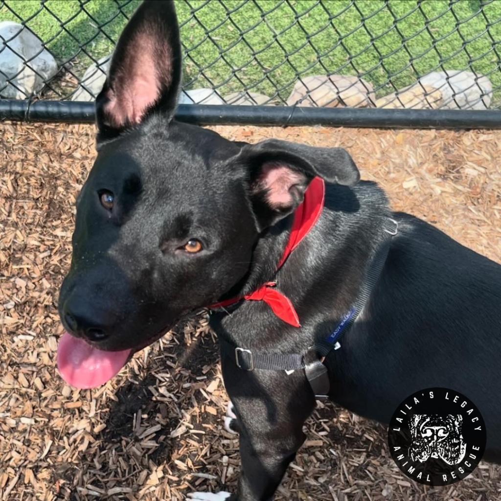 Enlarge Neptune, a Adoptable mixed breed in Washington, DC image 2/6