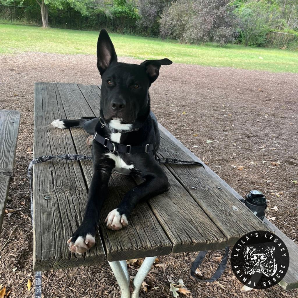 Enlarge Neptune, a Adoptable mixed breed in Washington, DC image 3/6