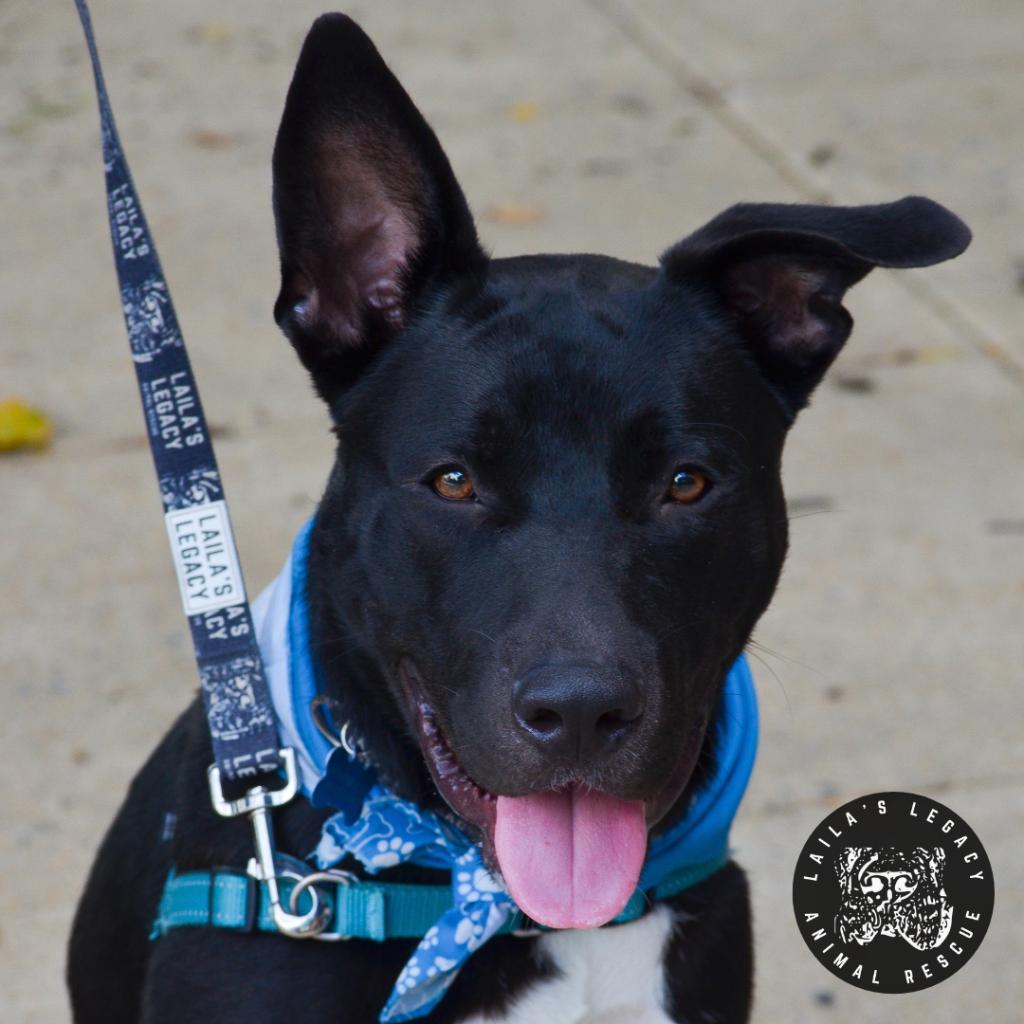 Enlarge Neptune, a Adoptable mixed breed in Washington, DC image 4/6