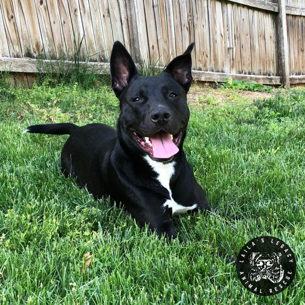 Enlarge Neptune, a Adoptable mixed breed in Washington, DC image 5/6