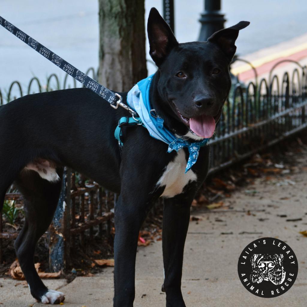 Enlarge Neptune, a Adoptable mixed breed in Washington, DC image 5/6