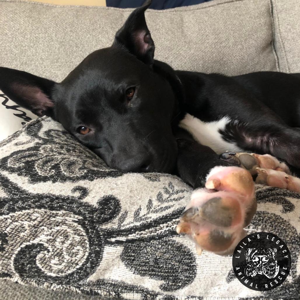 Enlarge Neptune, a Adoptable mixed breed in Washington, DC image 6/6