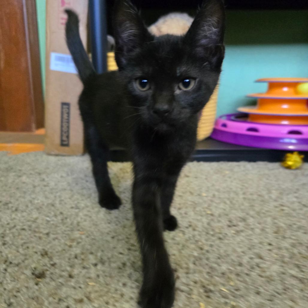 Pablo, a Adoptable Domestic Short Hair in Jacksonville, OR image 1/4