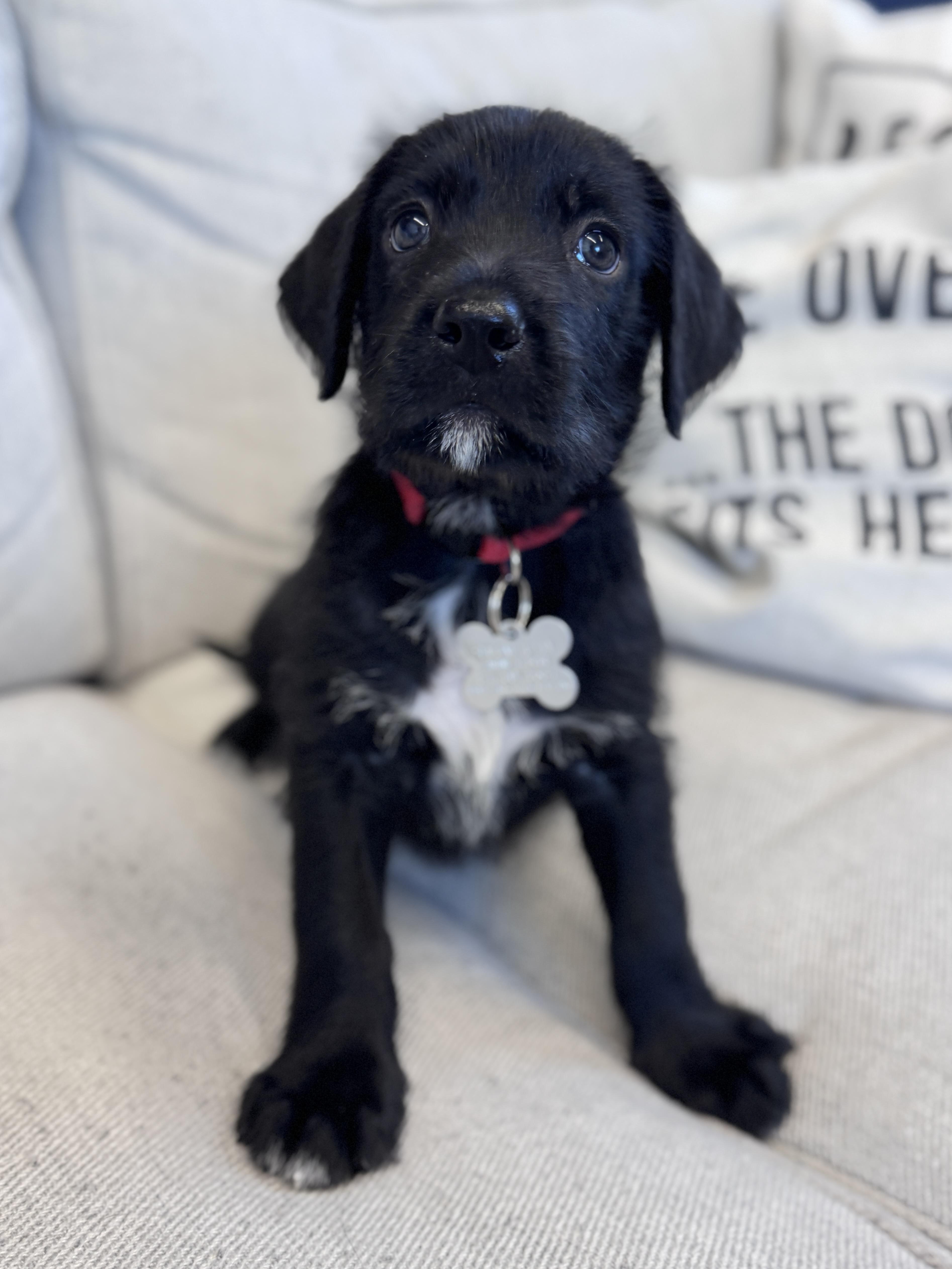 Enlarge Lava, a Adoptable mixed breed in Palatine, IL image 5/6