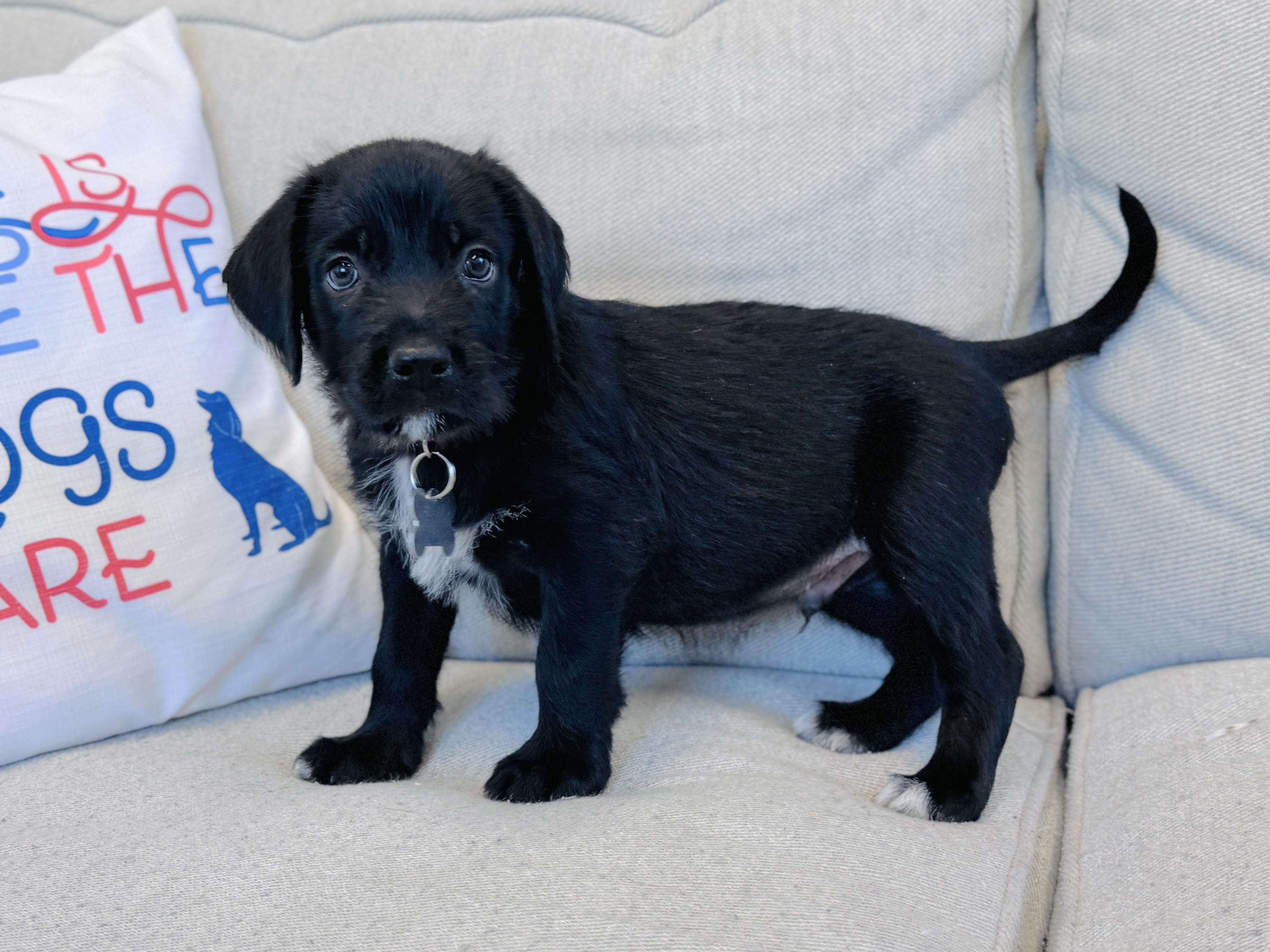 Enlarge Lava, a Adoptable mixed breed in Palatine, IL image 3/6