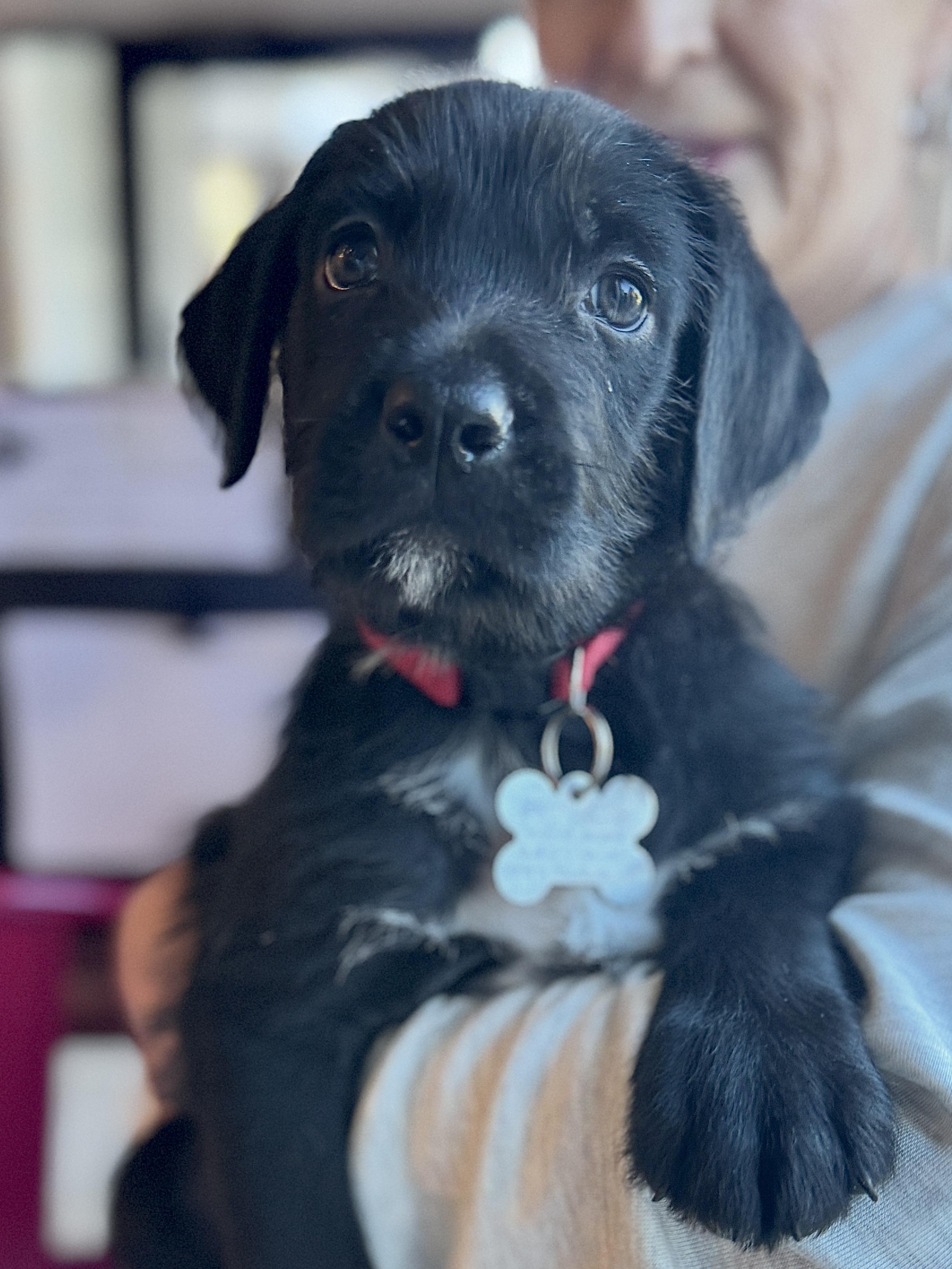 Enlarge Lava, a Adoptable mixed breed in Palatine, IL image 4/6