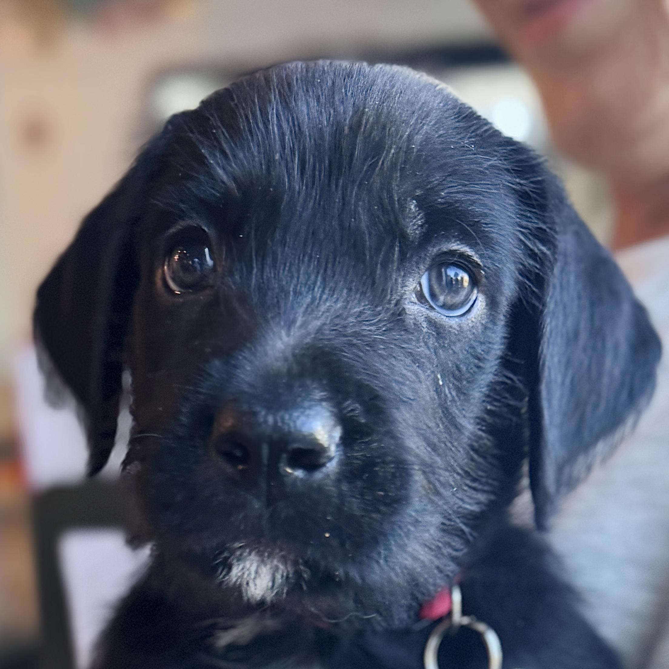 Lava, Adoptable, Puppy Male Terrier & Poodle.