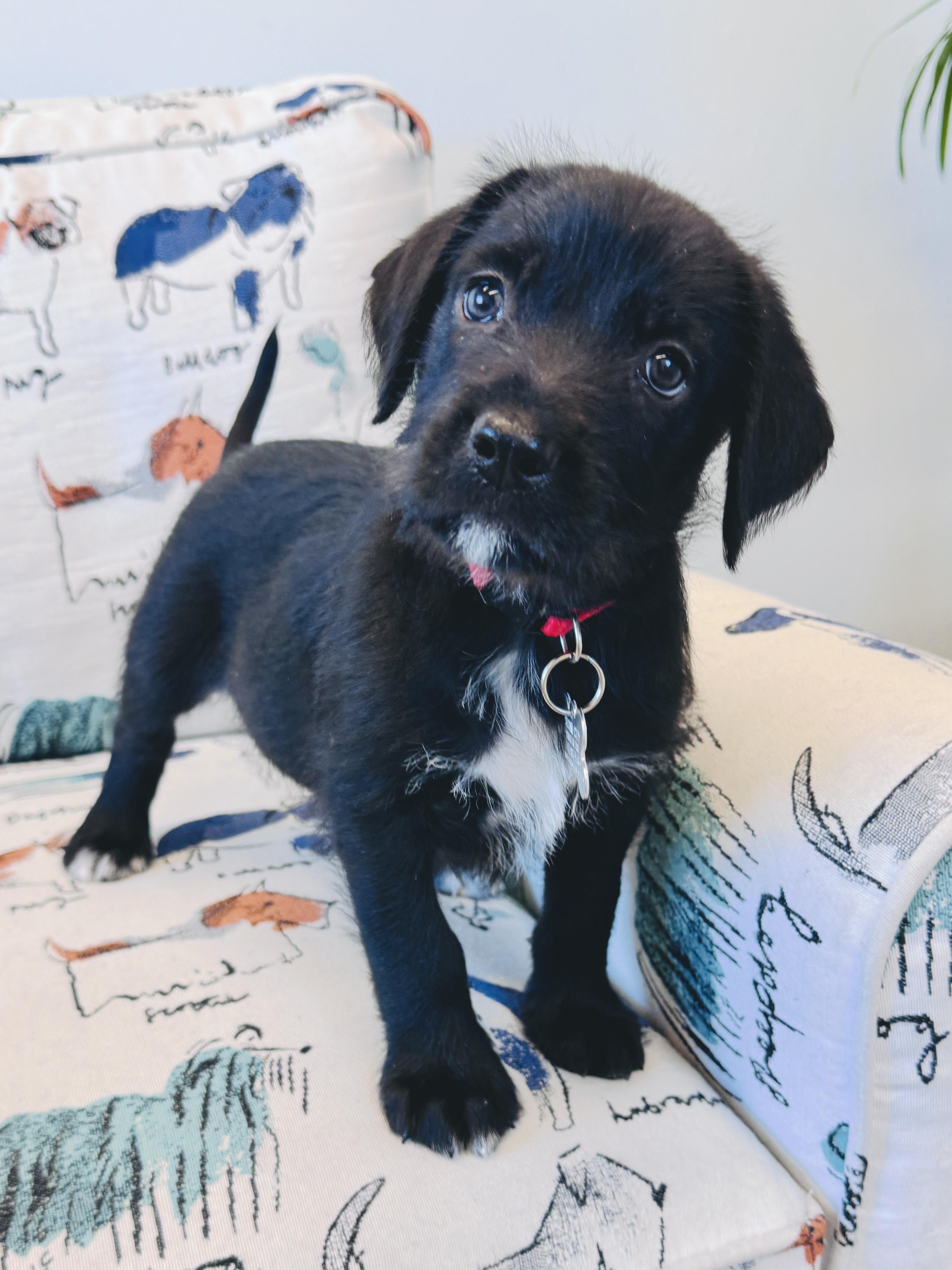 Enlarge Lava, a Adoptable mixed breed in Palatine, IL image 2/6