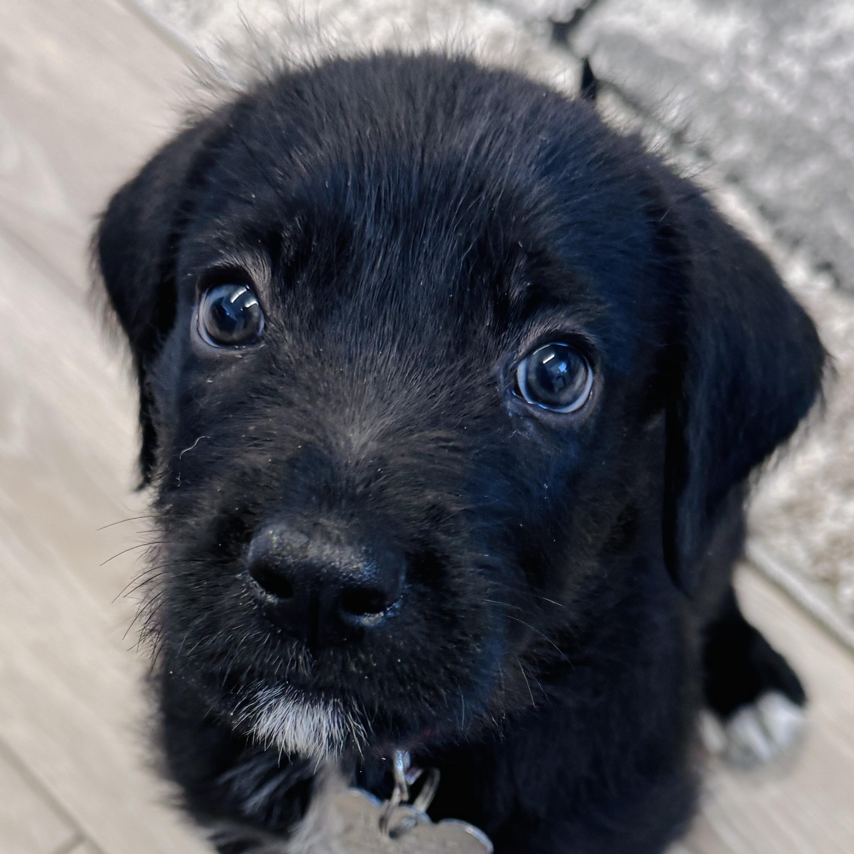 Enlarge Lava, a Adoptable mixed breed in Palatine, IL image 6/6